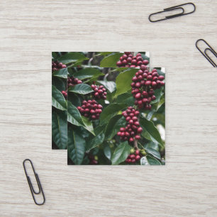 **"Harvest in Bloom: Coffee Beans on the Tree"** Square Business Card