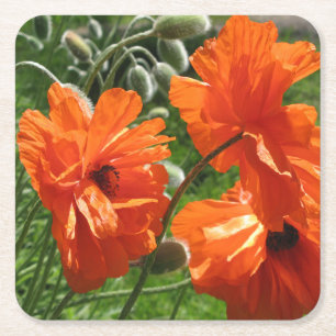 Harvest Moon Oriental Poppy Square Paper Coaster
