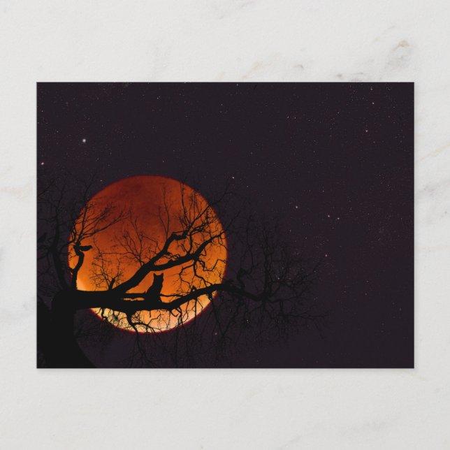 Harvest Moon with Tree and Cat Silhouette Postcard (Front)