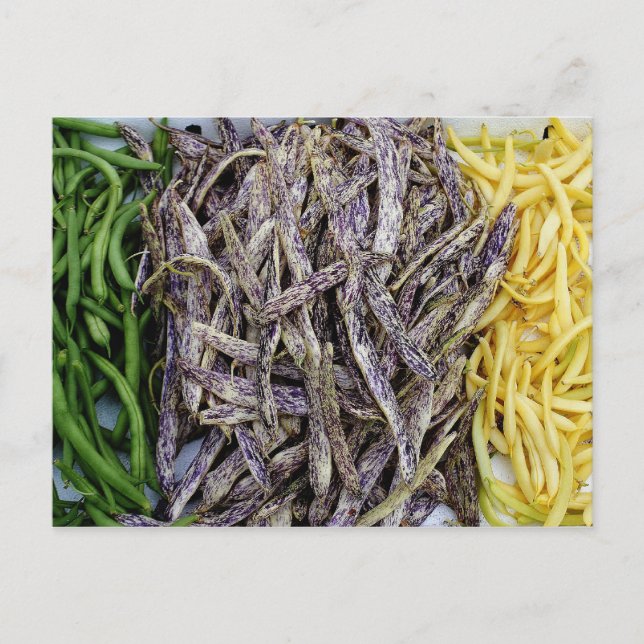 Harvest Of Beans Vegetable Postcard (Front)