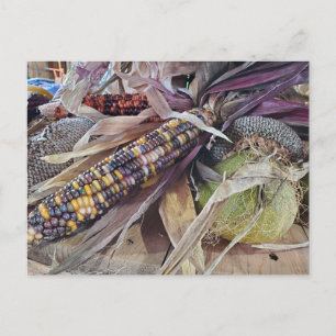 Harvest Postcard