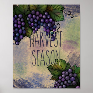 Harvest Season   Purple Grapes Poster
