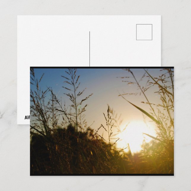Harvest Sunrise Postcard (Front/Back)