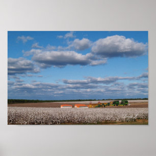 Harvest Time in a Cotton Field Canvas or Poster