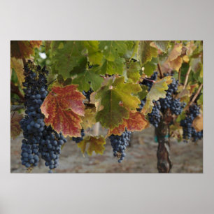 Harvest Time Poster
