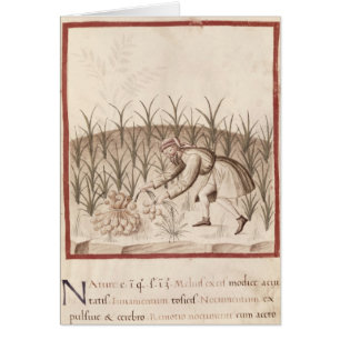Harvesting Garlic