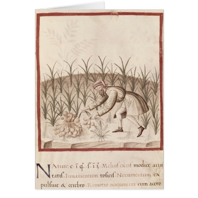 Harvesting Garlic (Front)