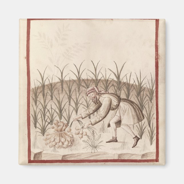 Harvesting Garlic Magnet (Front)