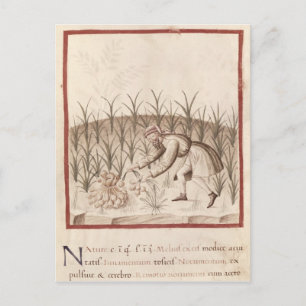 Harvesting Garlic Postcard