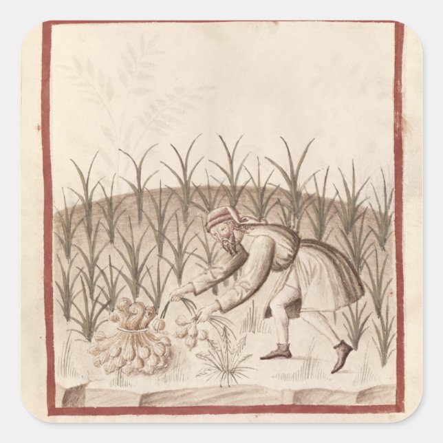 Harvesting Garlic Square Sticker (Front)