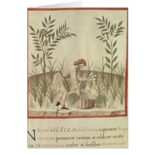 Harvesting Leeks, from 'Tacuinum Sanitatis'