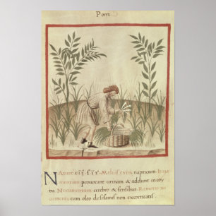 Harvesting Leeks, from 'Tacuinum Sanitatis' Poster