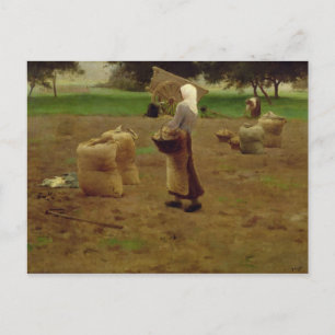Harvesting Potatoes Postcard