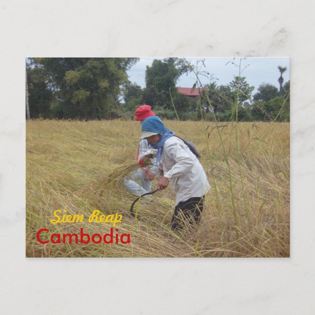 Harvesting Rice in the fields outside Siem Reap Postcard (Front)