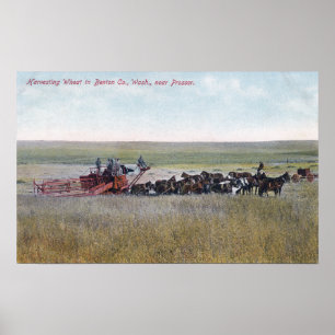 Harvesting Wheat Scene Poster