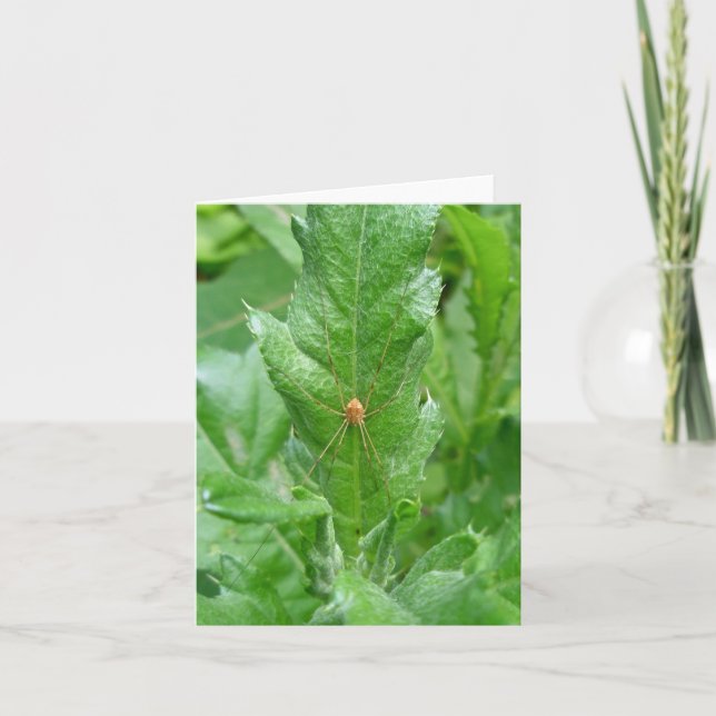 Harvestman Daddy Longlegs Note Card (Front)