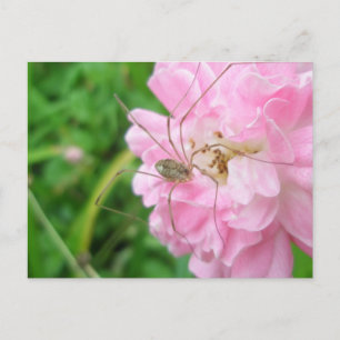 Harvestman Daddy Longlegs (Opiliones) Postcard