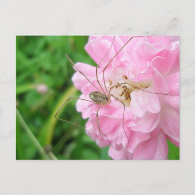Harvestman Daddy Longlegs (Opiliones) Postcard (Front)