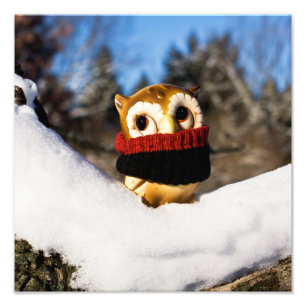 Harvey the Owl IV Photo Print