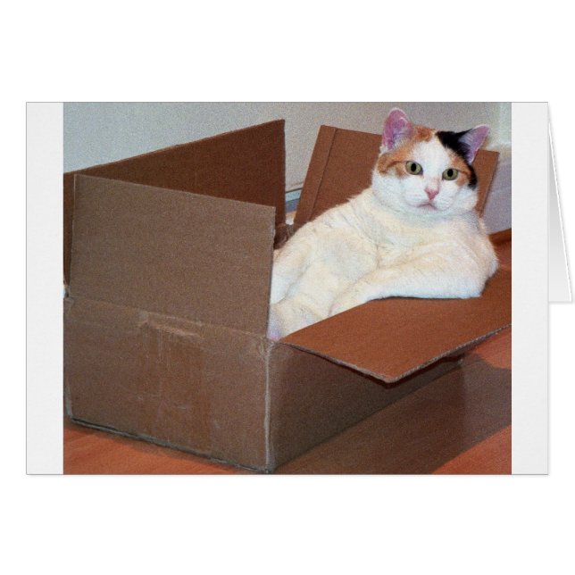 "Has anyone seen my shades?'' (Front Horizontal)