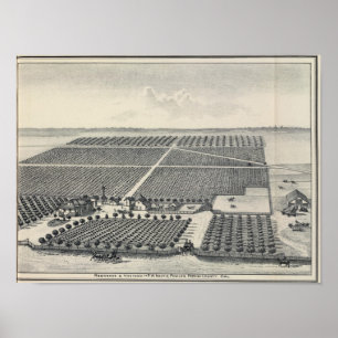 Hastie Vineyard, California Poster