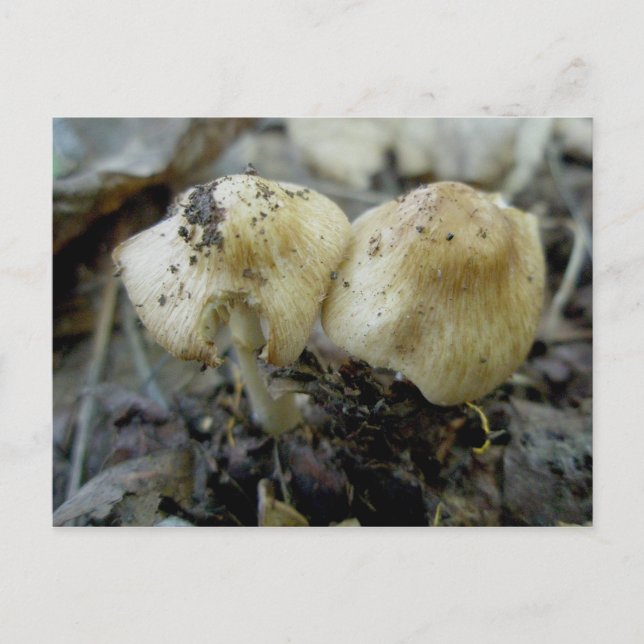Hat Mushroom Pair Postcard (Front)