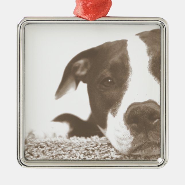 hate the deed not the breed friendly pitbull sepia metal ornament (Front)