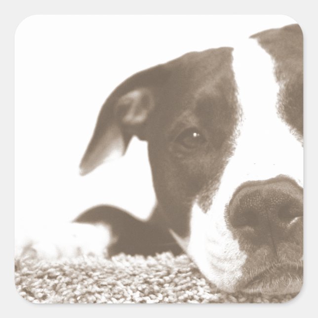 hate the deed not the breed friendly pitbull sepia square sticker (Front)