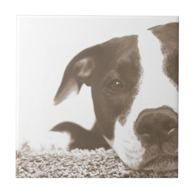 hate the deed not the breed friendly pitbull sepia tile (Front)