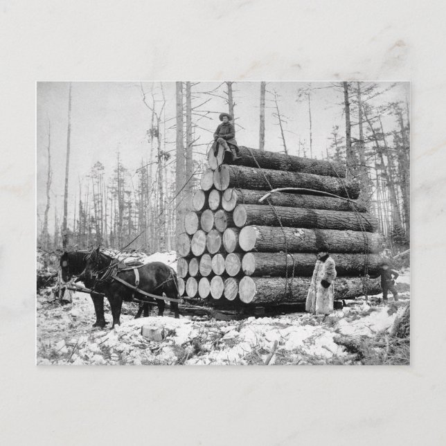 Hauling a Load of Logs, 1908 Postcard (Front)