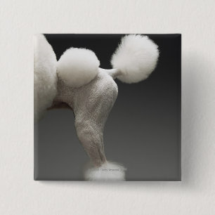 Haunches of Poodle, on grey background 15 Cm Square Badge