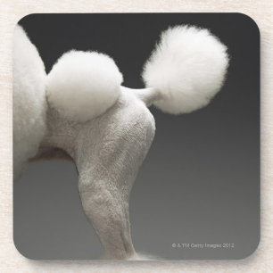 Haunches of Poodle, on grey background Coaster