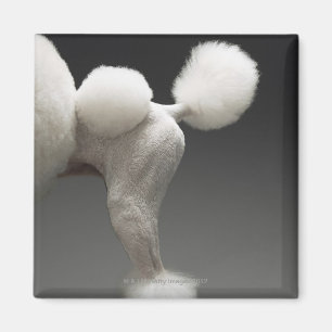Haunches of Poodle, on grey background Magnet