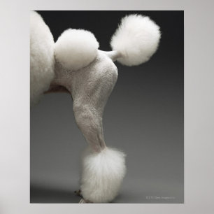 Haunches of Poodle, on grey background Poster