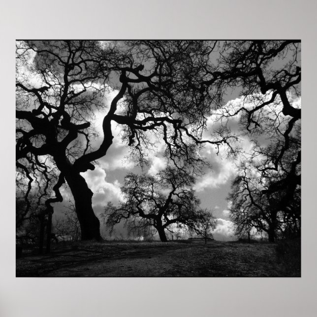 Haunting Black and White Trees Poster (Front)