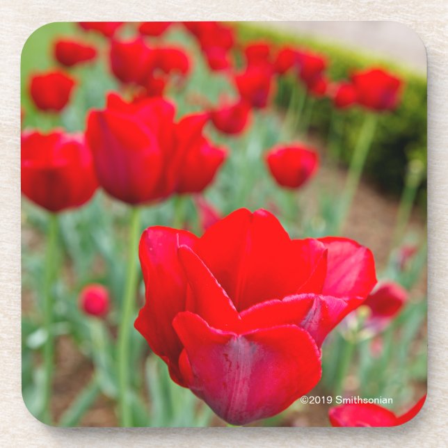 Haupt Bulbs, Close-up Coaster (Front)