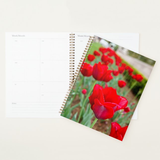Haupt Bulbs, Close-up Planner (Display)