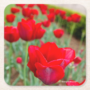 Haupt Bulbs, Close-up Square Paper Coaster