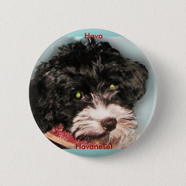 Hava Havanese! 6 Cm Round Badge (Front)