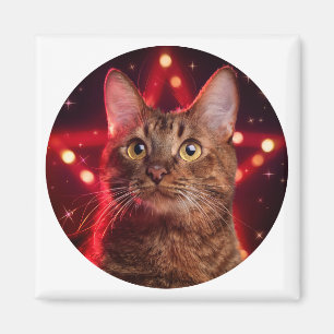 Havana Brown Cat (Breed With Starry Background Magnet