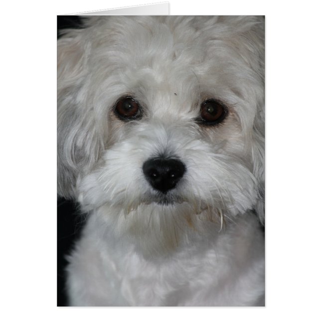 havanese-2.png (Front)