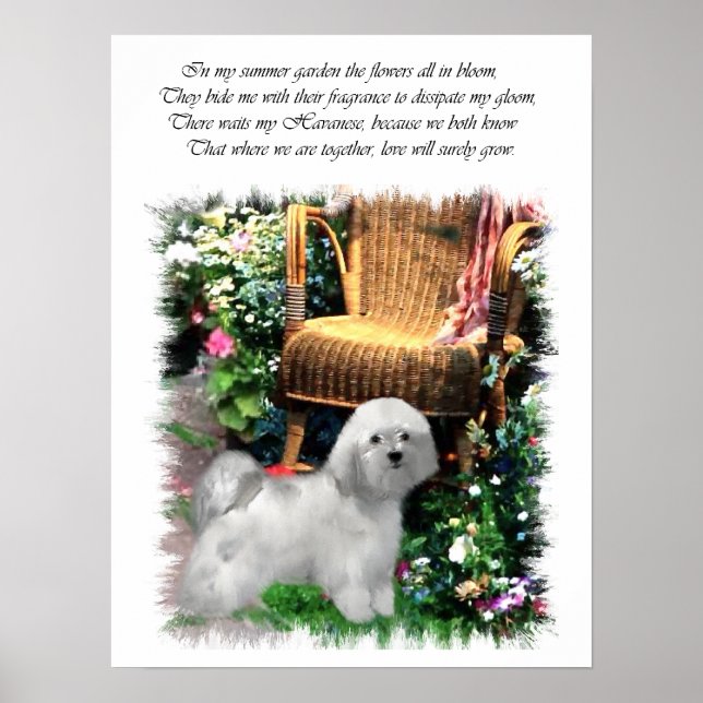 Havanese Art Print (Front)