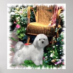 Havanese Art Print
