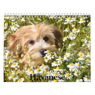 Havanese Calendar