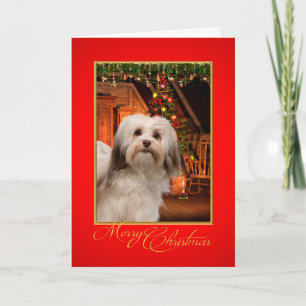 Havanese Christmas Card