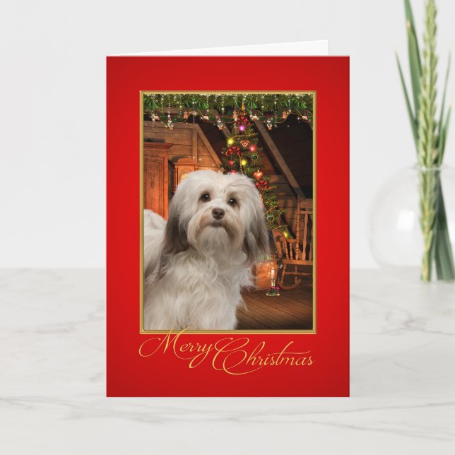 Havanese Christmas Card (Front)