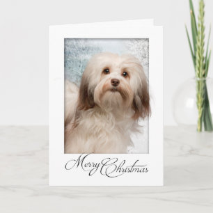 Havanese Christmas Card