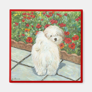 Havanese Dog and Poppies Art Print Magnet