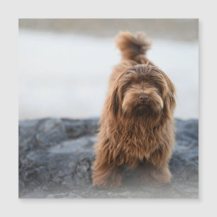 Havanese dog, Animal, Canine