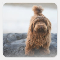 Havanese dog, Animal, Canine